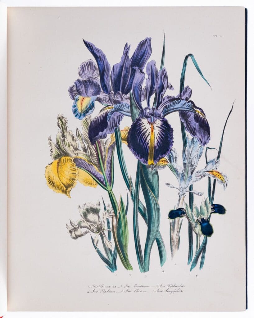 Robert Frew Rare Books will sell The Ladies' Flower Garden of Ornamental Bulbous Plants by Mrs. Loudon for £8,500.